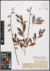 Foto von Salix aurita L. x Salix purpurea L.